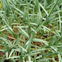 Dianthus arpadianus var. pumilus